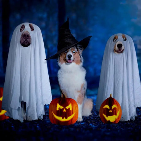 Halloween Dog Ghost Costume – Soft Polyester Cloak for Pets, Perfect for Outdoor Walks and Photo Props 2