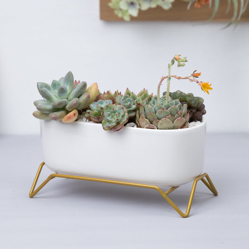 White Ceramic Succulent Plant Pot with Stylish Gold Stand