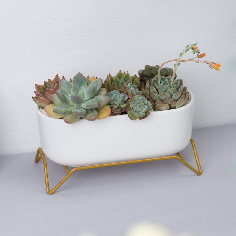 White Ceramic Succulent Plant Pot with Stylish Gold Stand