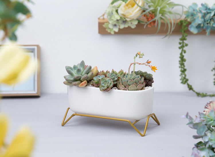 White Ceramic Succulent Plant Pot with Stylish Gold Stand