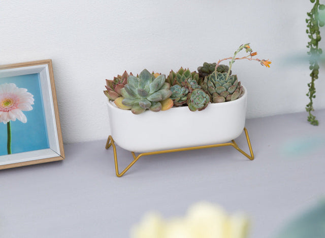White Ceramic Succulent Plant Pot with Stylish Gold Stand