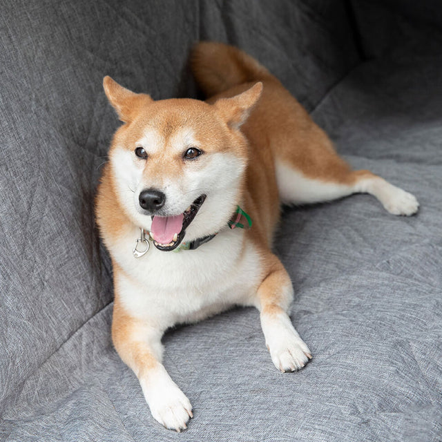 Waterproof Dog Car Seat Cover – Durable, Scratch-Resistant & Easy to Clean