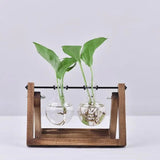 Hydroponic Glass Terrarium Tabletop Trays with Wooden Frame