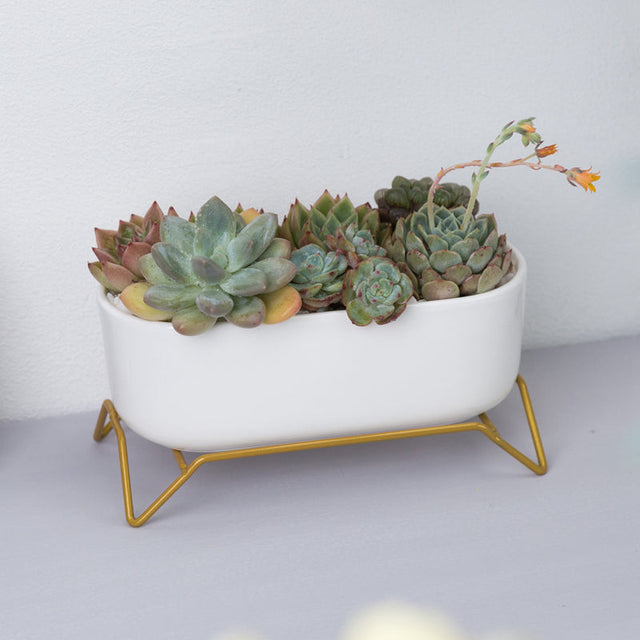 White Ceramic Succulent Plant Pot with Stylish Gold Stand